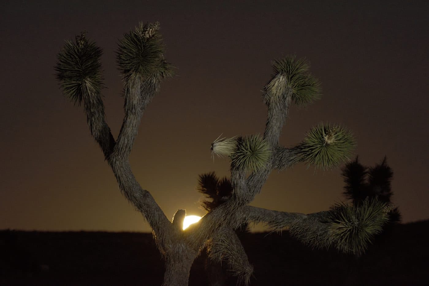 A full moon rising behind a Joshua tree