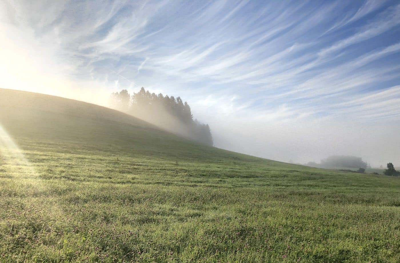 Morning light over a misted meadow