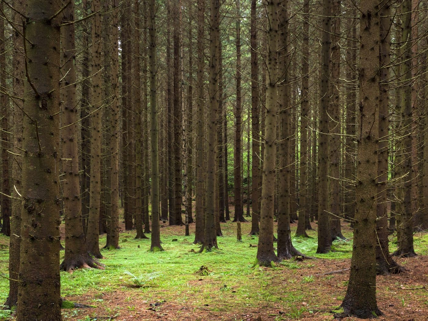 A spruce forest at Holma, Sweden