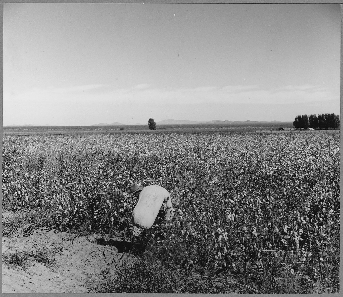 Bringing in cotton, Cortaro Farms, Pinal County, Arizona, 1940